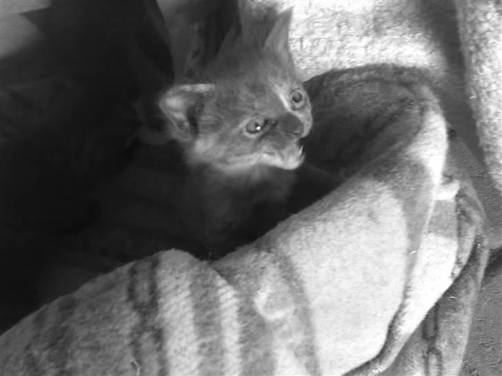 Blanding af racer KILLINGER!<3 billede 6