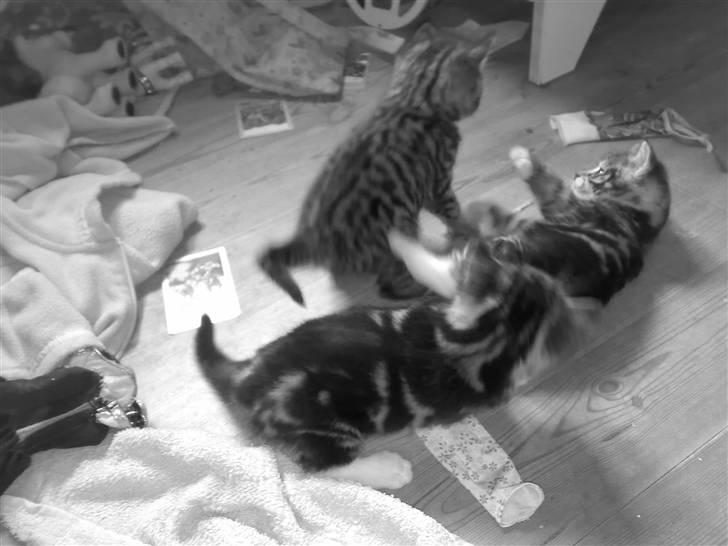 Blanding af racer KILLINGER!<3 billede 7