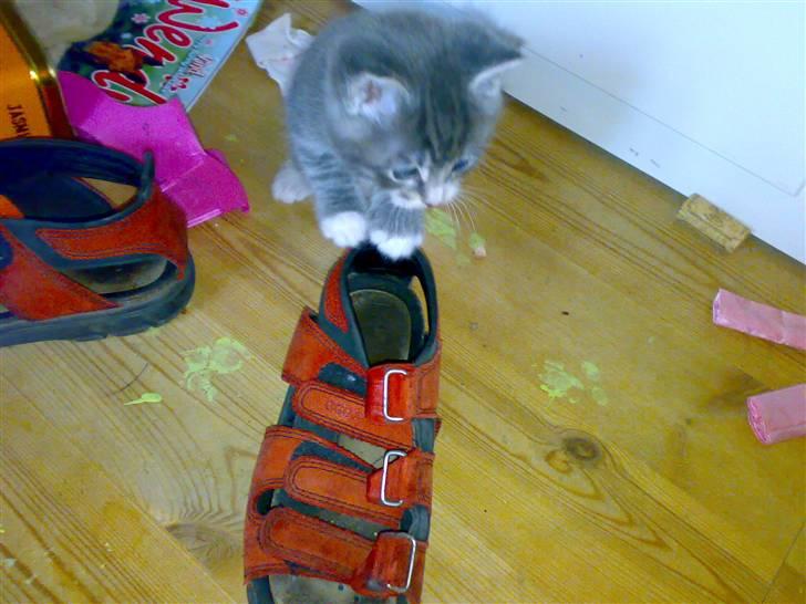 Blanding af racer KILLINGER!<3 billede 8