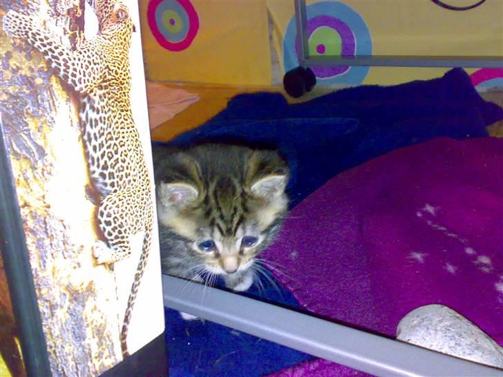 Blanding af racer KILLINGER!<3 billede 9