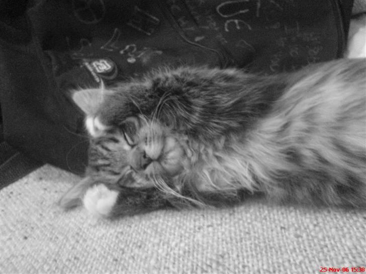 Blanding af racer - Tequila skat :)<3 - tequila <3 billede 10