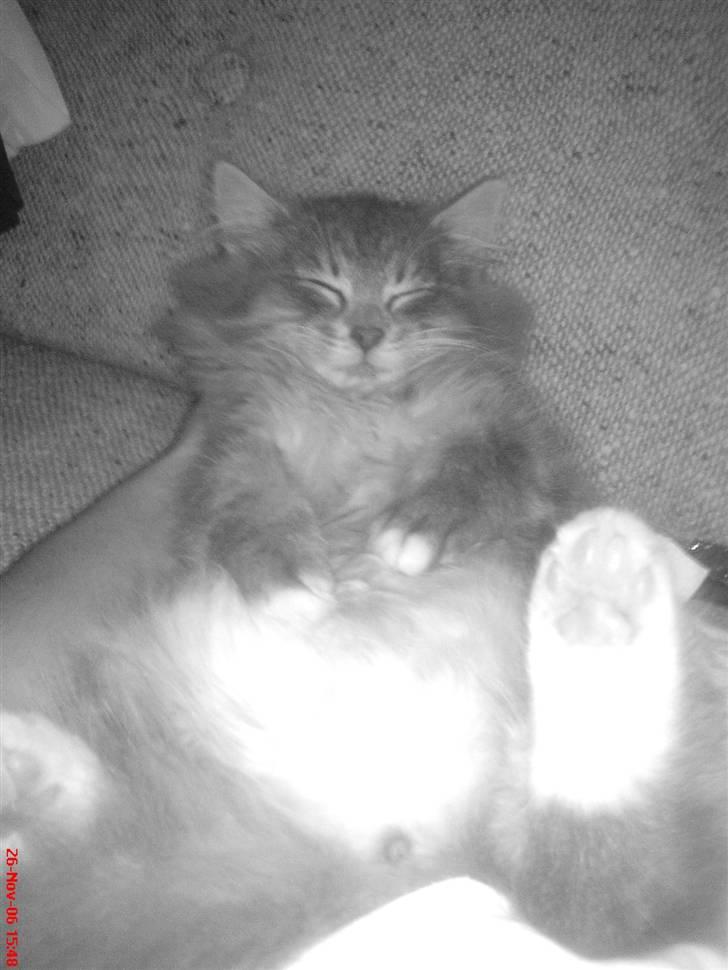 Blanding af racer - Pjuske! :) - pjuske som flader ud :D <3 billede 3