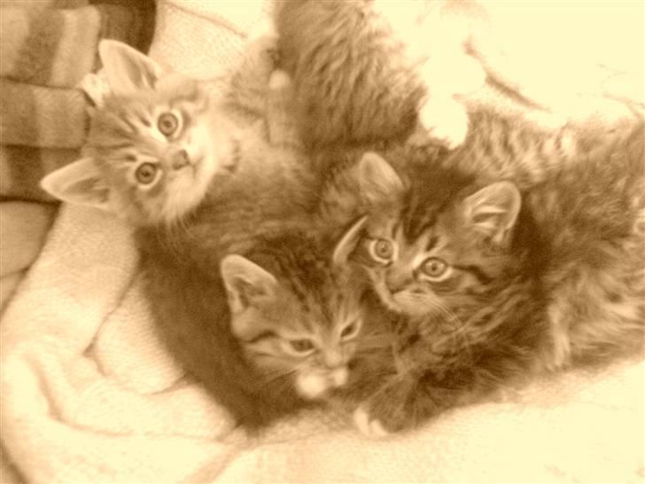 Blanding af racer - Tequila skat :)<3 - den lille familie. tequila, pjuske & gråmis <3 billede 11