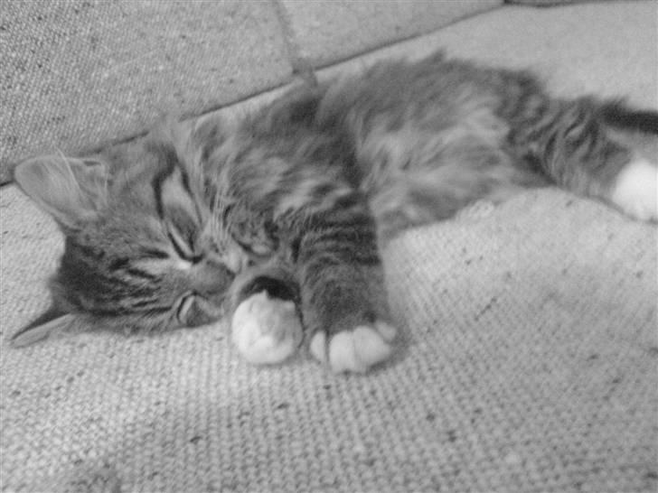 Blanding af racer - Tequila skat :)<3 - tequila <3 billede 12