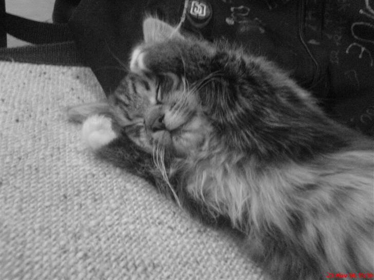 Blanding af racer - Tequila skat :)<3 - tequila <3 billede 14