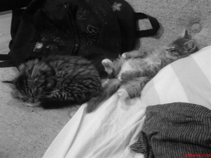 Blanding af racer - Pjuske! :) - tequila & pjuske <3 billede 4