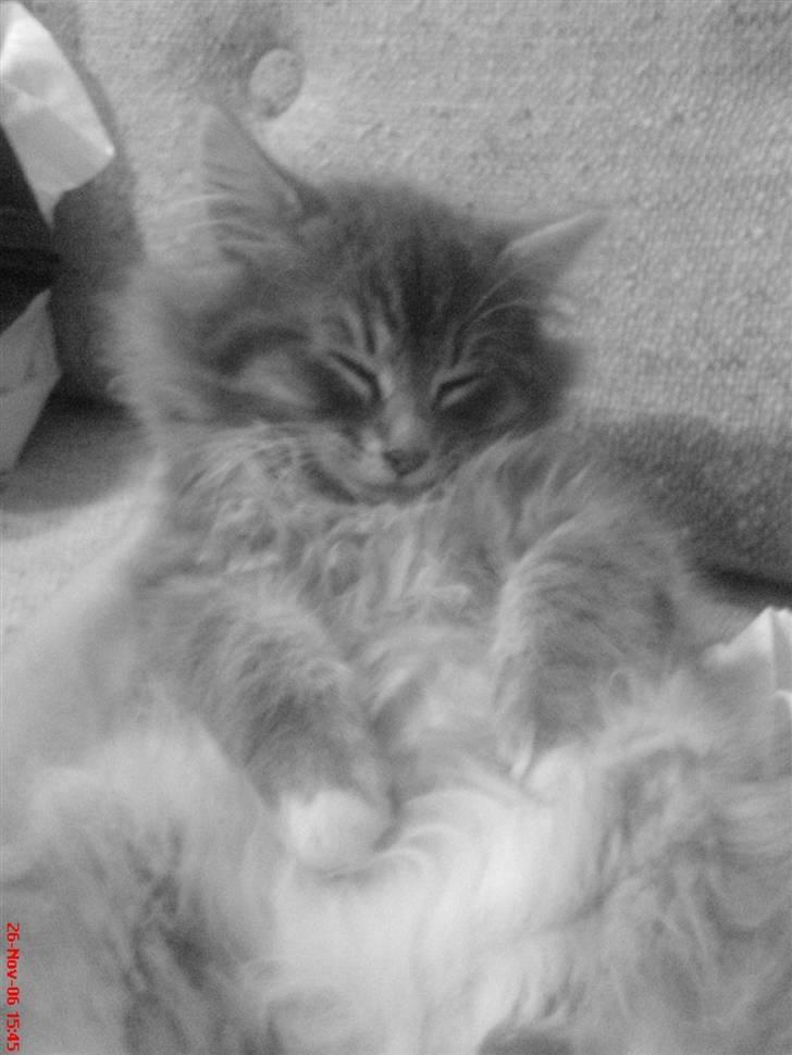 Blanding af racer - Pjuske! :) - pjuske <3 billede 5