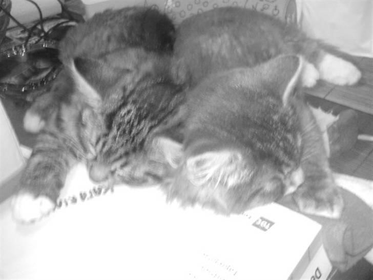 Blanding af racer - Pjuske! :) - pjuske & tequila <3 billede 6