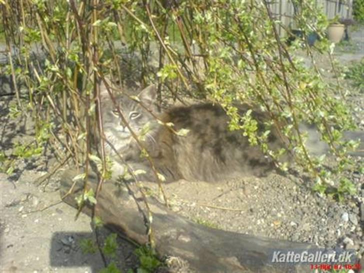 Blanding af racer - Pjuske! :) - pjuske <3 billede 8