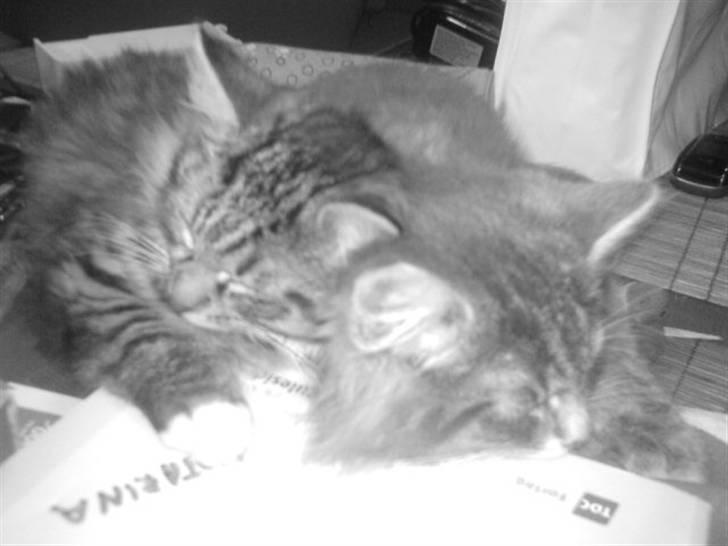 Blanding af racer - Tequila skat :)<3 - tequila & pjuske <3 billede 16