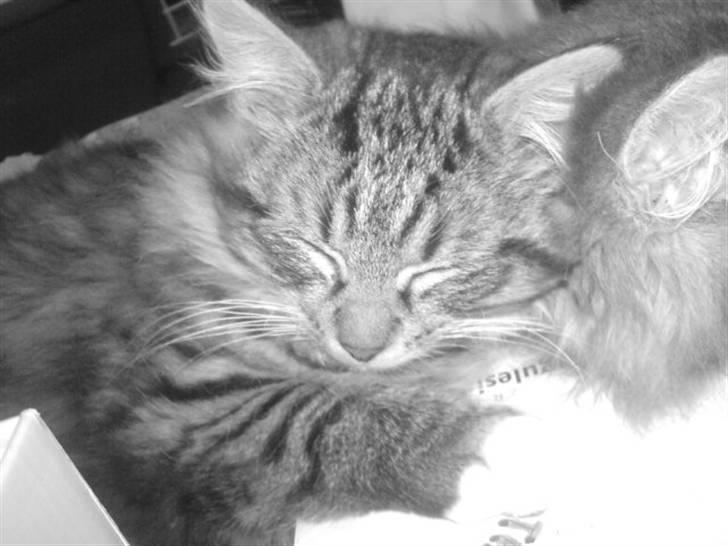 Blanding af racer - Tequila skat :)<3 - tequila <3 billede 17