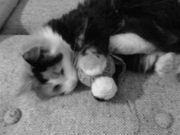 Norsk Skovkat - Lullu (død). - lullu med bold <3 billede 2