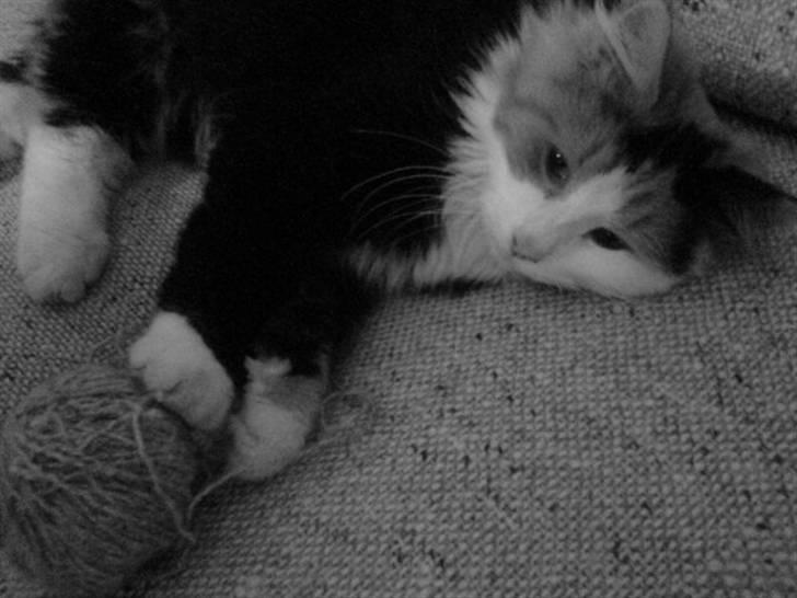 Norsk Skovkat - Lullu (død). - lullu med bold <3 billede 3