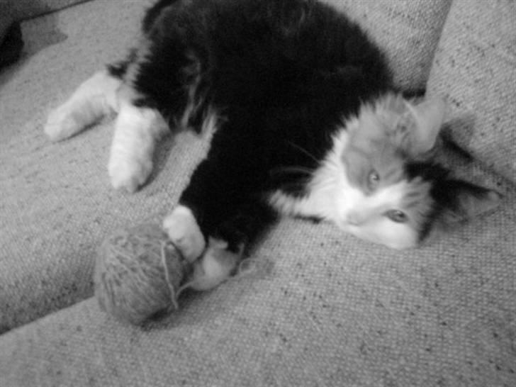 Norsk Skovkat - Lullu (død). - lullu med bold <3 billede 4