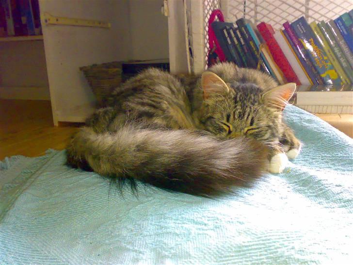 Blanding af racer - Tequila skat :)<3 - tequila <3 billede 18