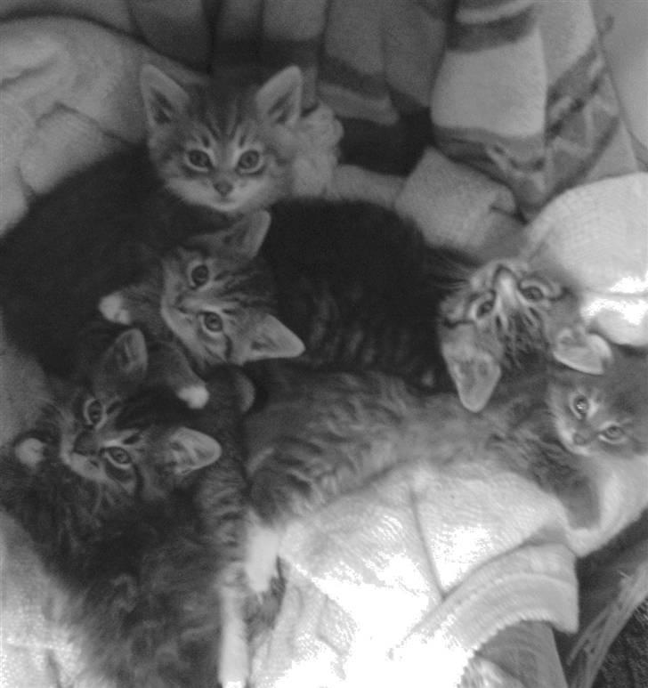 Huskat - Tiggy!<3 - tiggys børn fra 2006 <3 billede 4