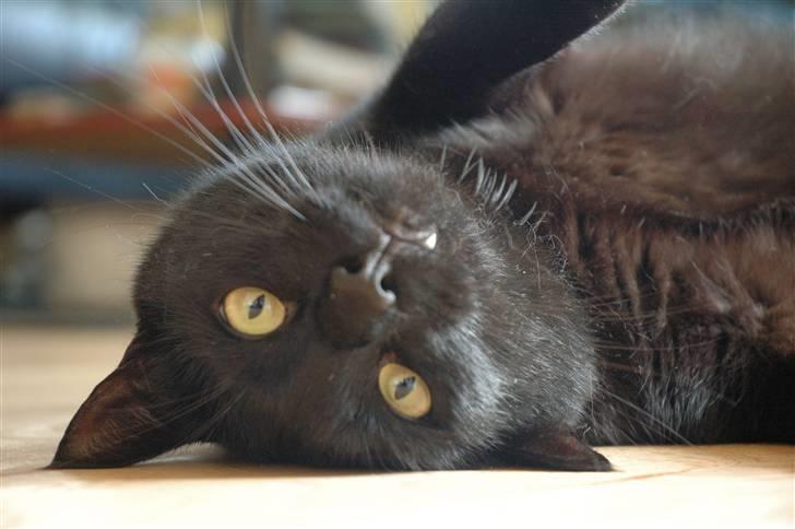 Huskat Bamse R.I.P billede 15