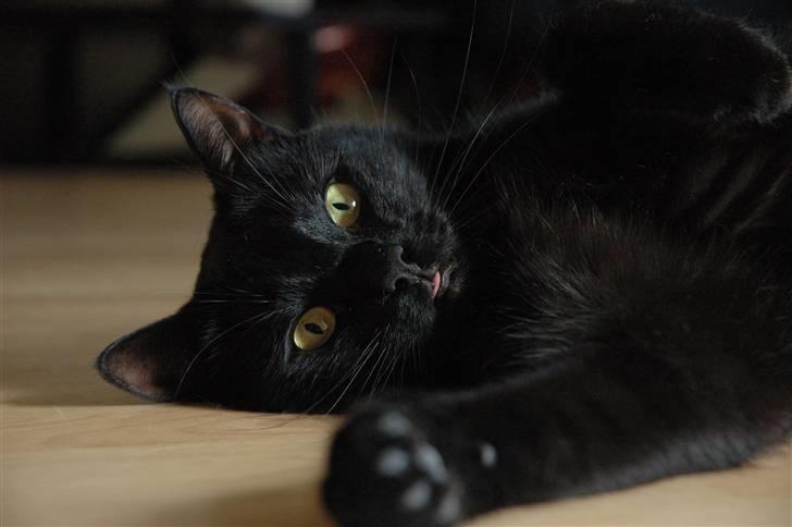 Huskat Bamse R.I.P billede 16