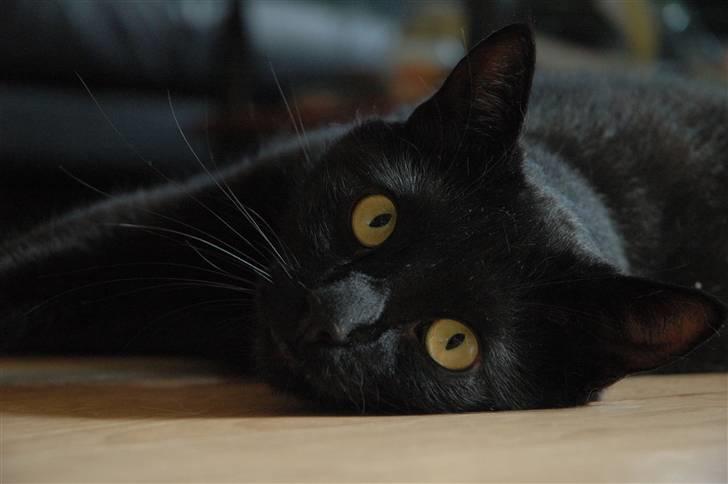 Huskat Bamse R.I.P billede 17