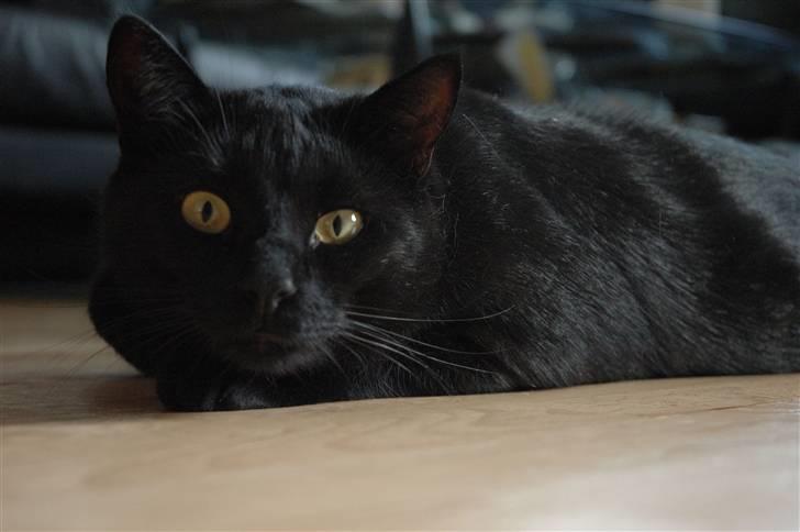 Huskat Bamse R.I.P billede 18