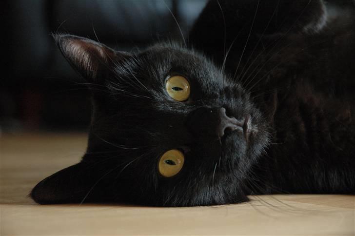 Huskat Bamse R.I.P billede 19