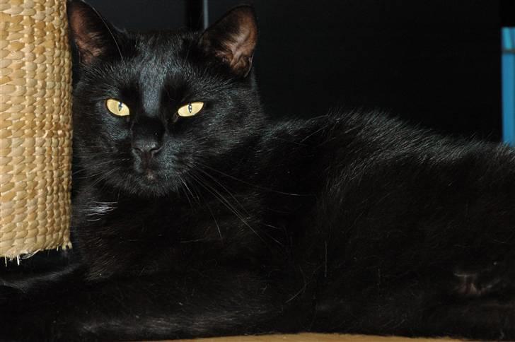 Huskat Bamse R.I.P billede 20