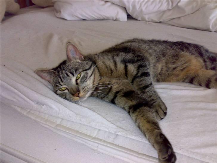 Huskat Mille billede 3