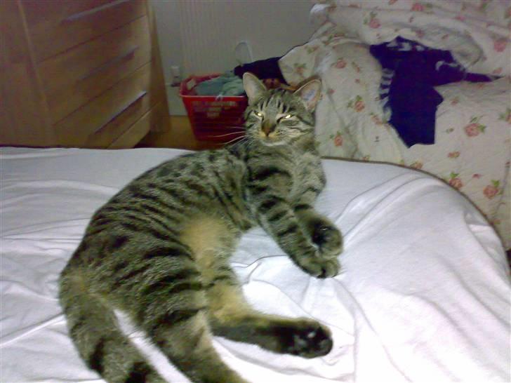 Huskat Mille billede 4