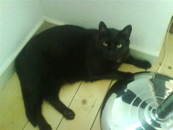 Huskat Ozzy billede 10