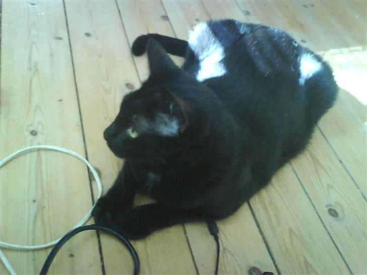 Huskat Ozzy billede 11