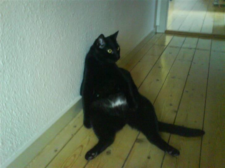 Huskat Ozzy billede 12