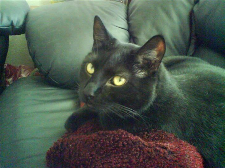 Huskat Ozzy billede 13