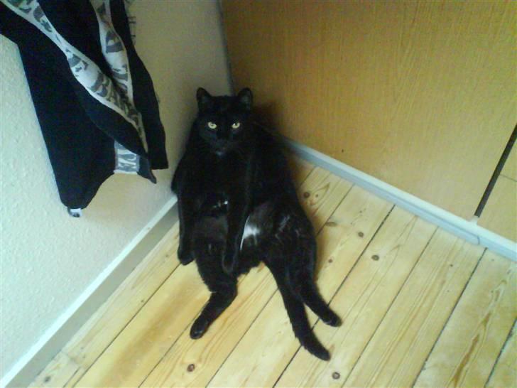 Huskat Ozzy billede 14