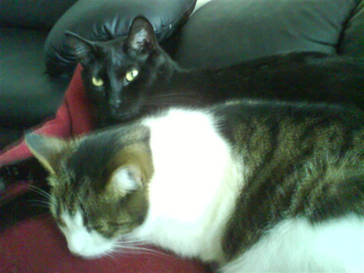 Huskat Ozzy billede 15