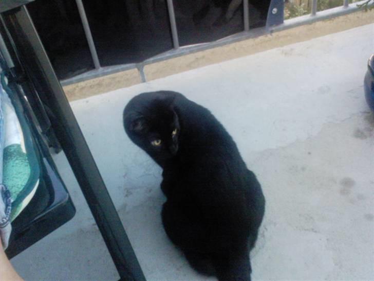 Huskat Ozzy billede 16