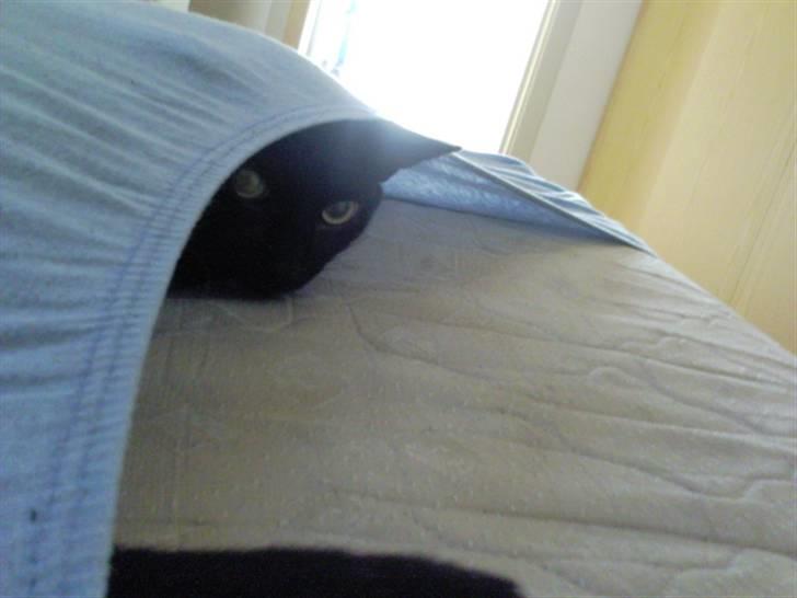 Huskat Ozzy billede 17