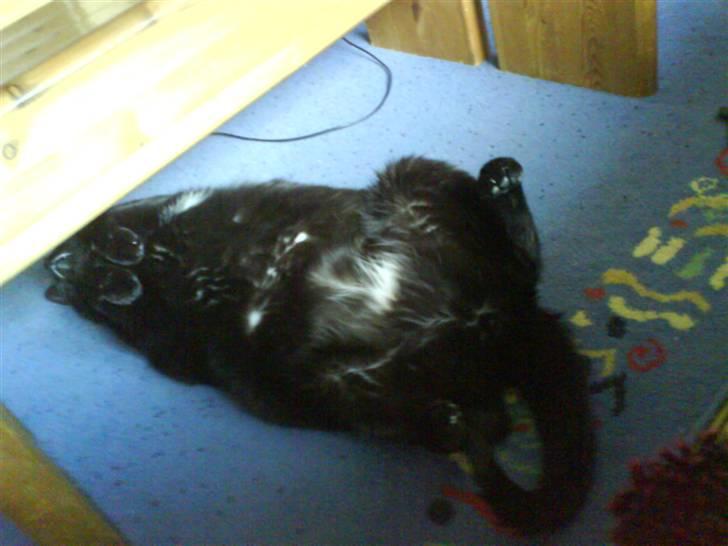 Huskat Ozzy billede 18