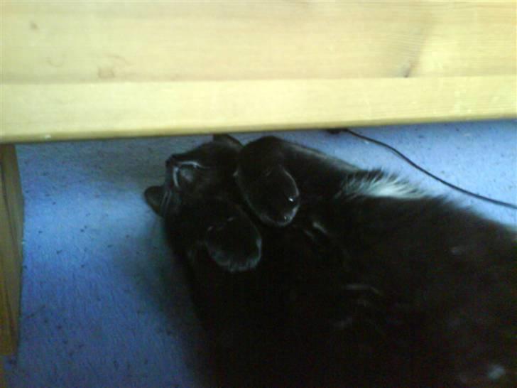 Huskat Ozzy billede 19