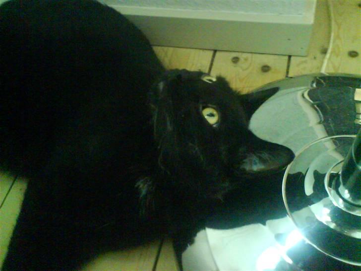 Huskat Ozzy billede 20