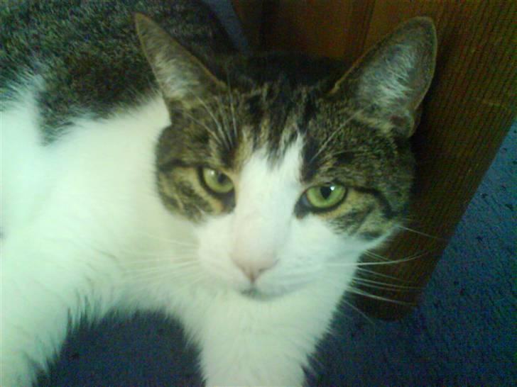 Huskat Herman billede 1