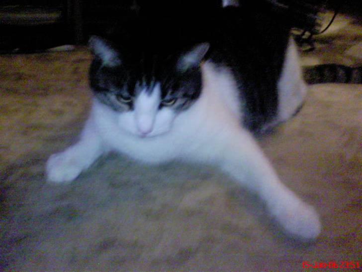 Huskat Herman billede 10