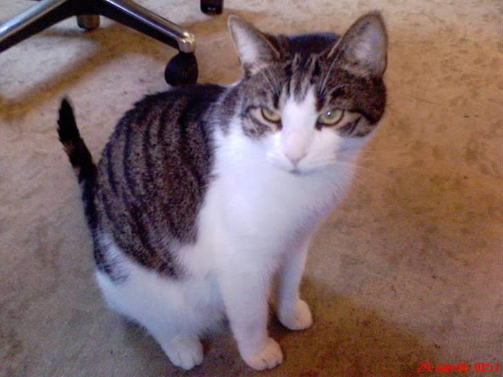 Huskat Herman billede 11