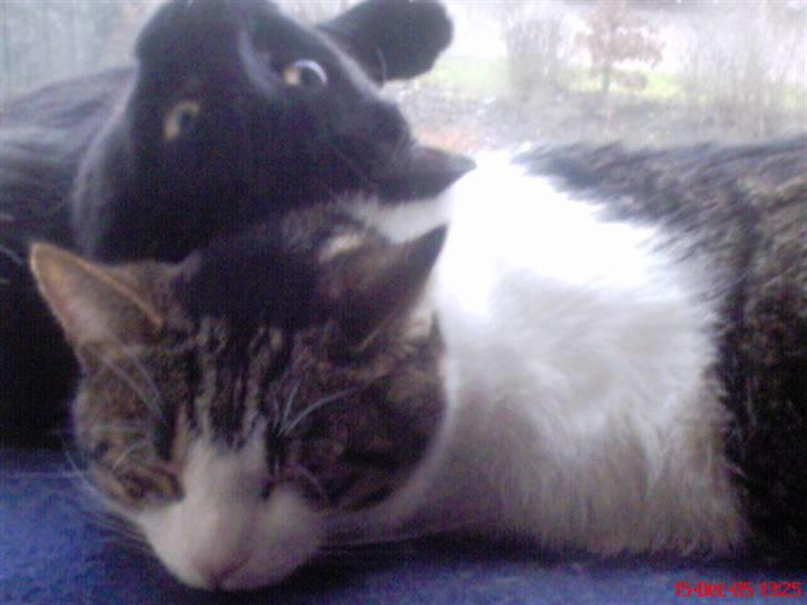 Huskat Herman billede 12