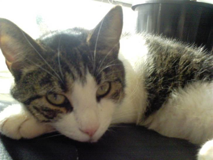 Huskat Herman billede 14