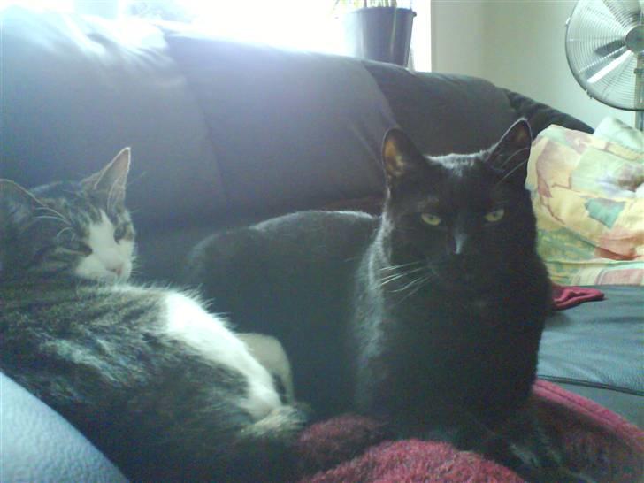 Huskat Herman billede 15