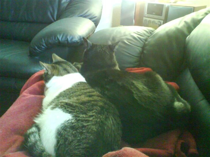 Huskat Herman billede 16