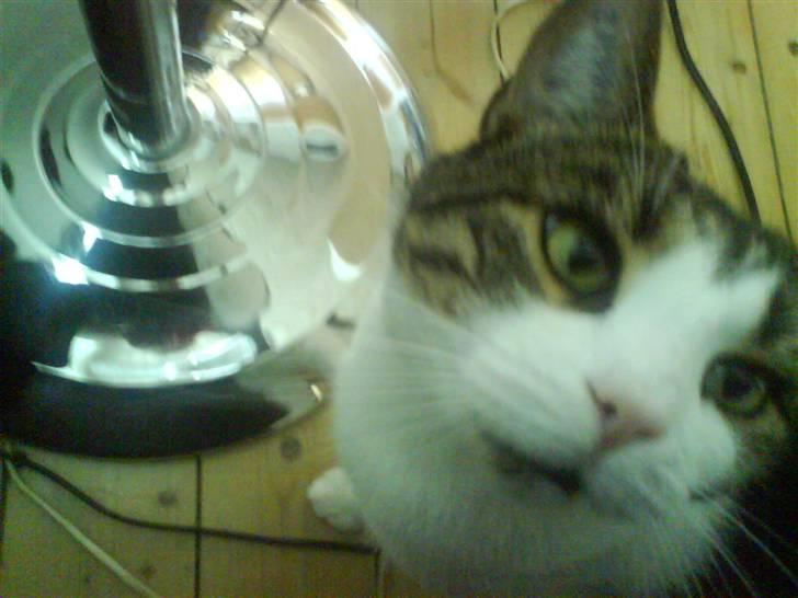 Huskat Herman billede 17