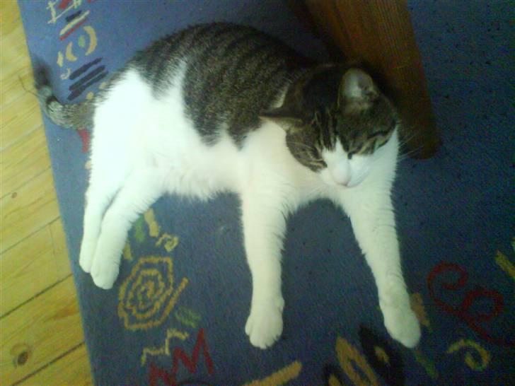 Huskat Herman billede 18