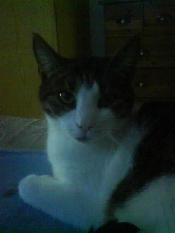 Huskat Herman billede 19