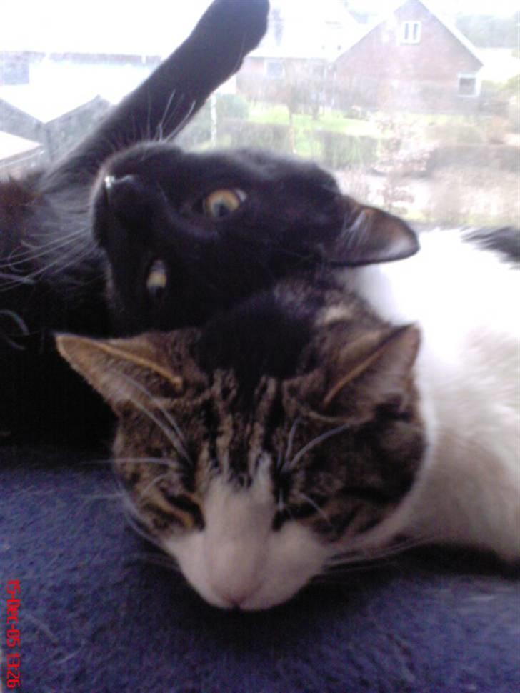 Huskat Herman billede 20